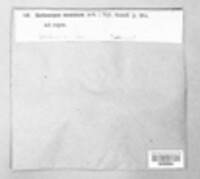 Dermatocarpon miniatum image